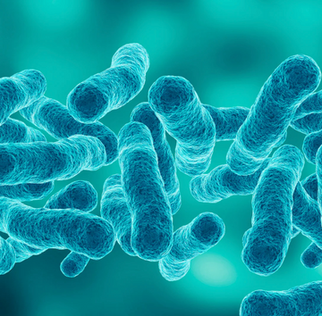 Probacillus revive