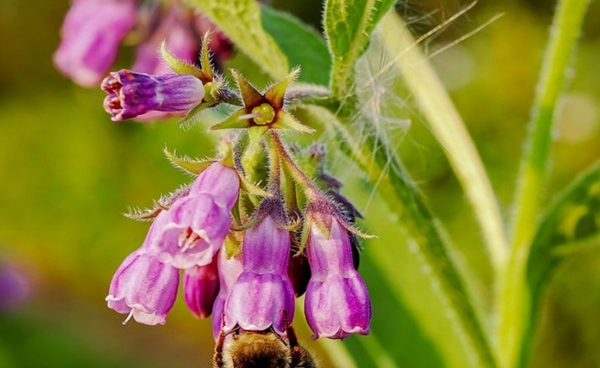 Allantoin